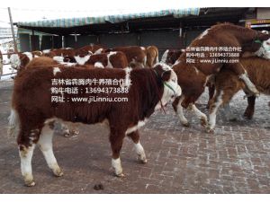 |肉牛|西门塔尔牛|肉牛价格|牛犊|牛犊价格|肉牛养殖|吉林肉牛|东北肉牛|母牛价格|西门塔尔牛价格 